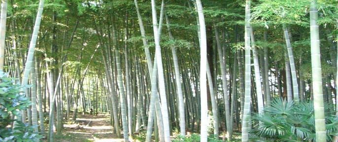 樹さき