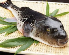 よし光 北新地 ふぐ ふぐ料理 ぐるなび