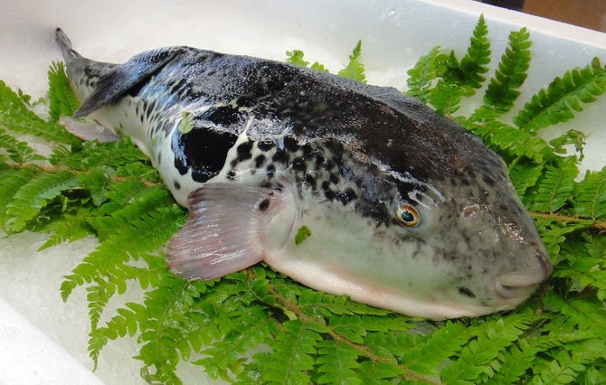 よし光 北新地 ふぐ ふぐ料理 ぐるなび