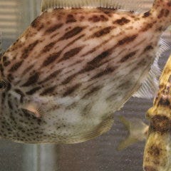 活鯵、活皮はぎ