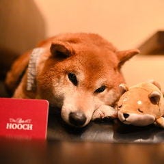 貿易センターで犬などのペット同伴可なカフェ レストラン 居酒屋