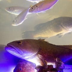 中洲 魚と肴 にし山_生簀には旬魚が優雅に泳ぎます。捌きたてを愉しむ魅力も