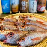 新潟の地魚【新潟県】