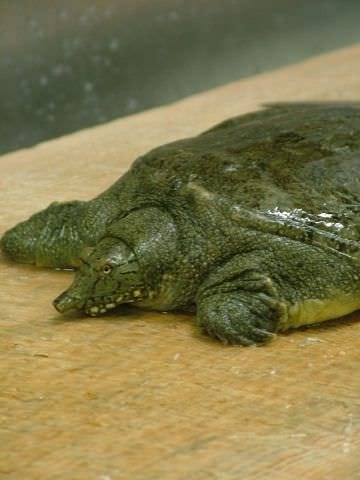 千歳 きくいち 写真 ぐるなび