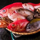 市場で仕入れる旬魚介や漁港から直送で仕入れる新鮮な魚をご提供