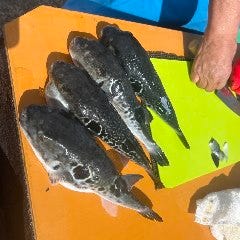 和食 こばやし 個室割烹_トラフグ