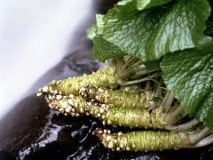 旬鮮料理 うおいちや 武蔵小杉