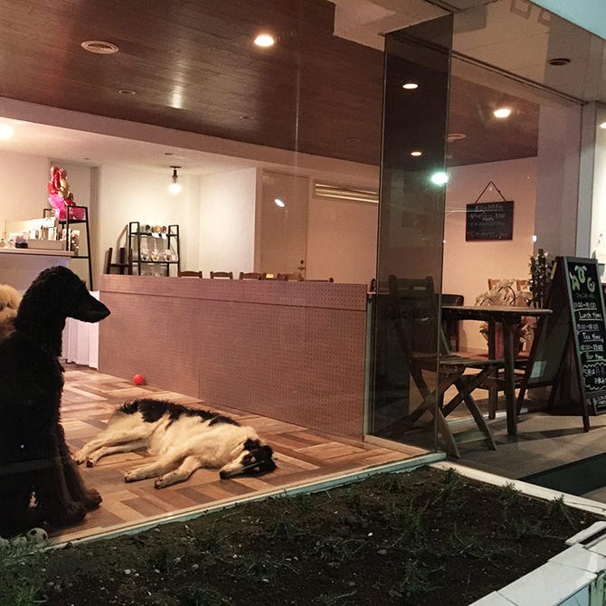 Dog Cafe Abc ドッグカフェエービーシー 下北沢 ドッグカフェ ぐるなび Dog Cafe Abc ドッグカフェエービーシー 下北沢 ドッグカフェ ぐるなび