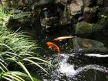 鯉が悠然と泳ぐ中庭の池