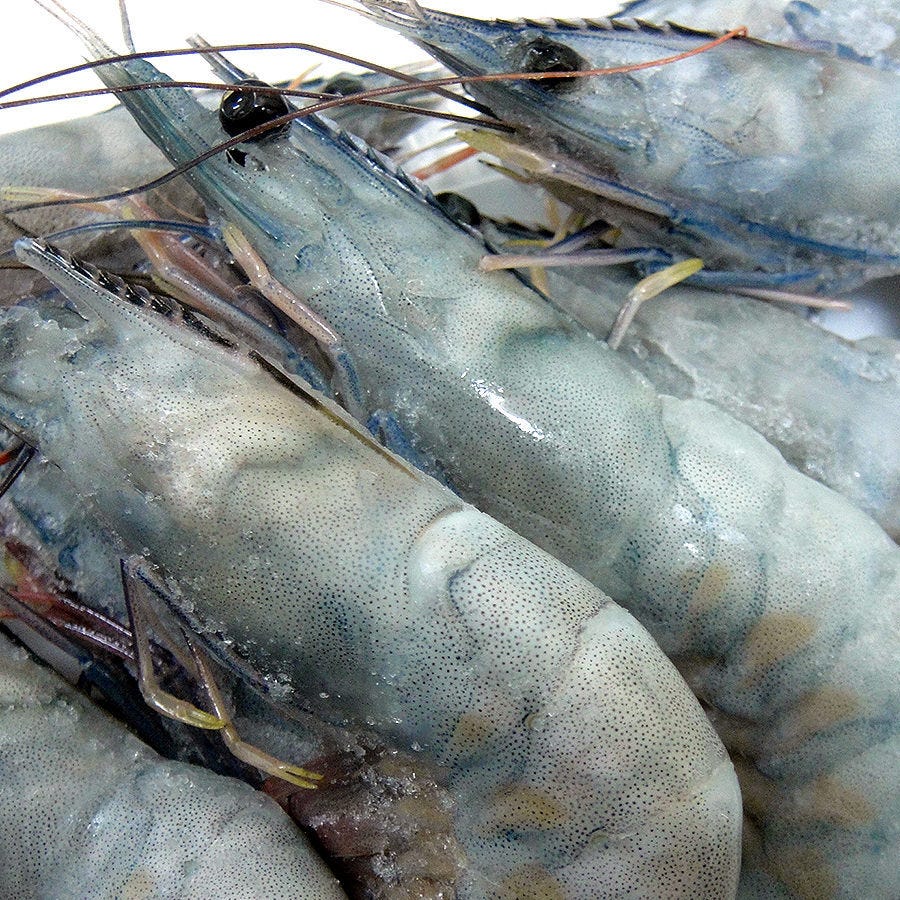 串処 銀扇 本店 自慢の食材 天使の海老 ぐるなび