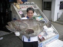 沖縄近海魚 琉球料理 ちゅらさん亭