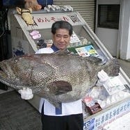 沖縄近海魚 琉球料理 ちゅらさん亭  こだわりの画像