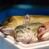 ゴリゴリ食感の活魚神経〆鮮魚！