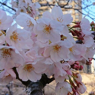 屋形船 あら川丸_お花見コース 貸切 大人8名様~