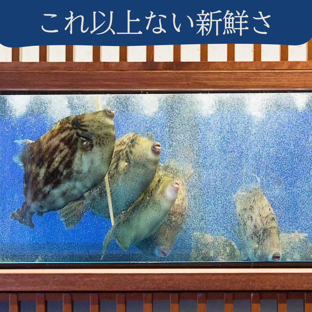 博多 表邸_玄界灘鮮魚・呼子烏賊・塩もつ鍋など