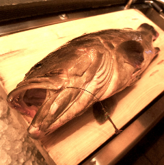 博多 表邸_表邸の【本あら（くえ）】
20Kg〜30Kgの一本釣り天然物を使用！