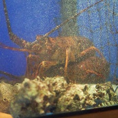 博多 表邸_店内生け簀から調理する鮮魚