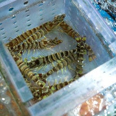博多 表邸_店内生け簀から調理する鮮魚