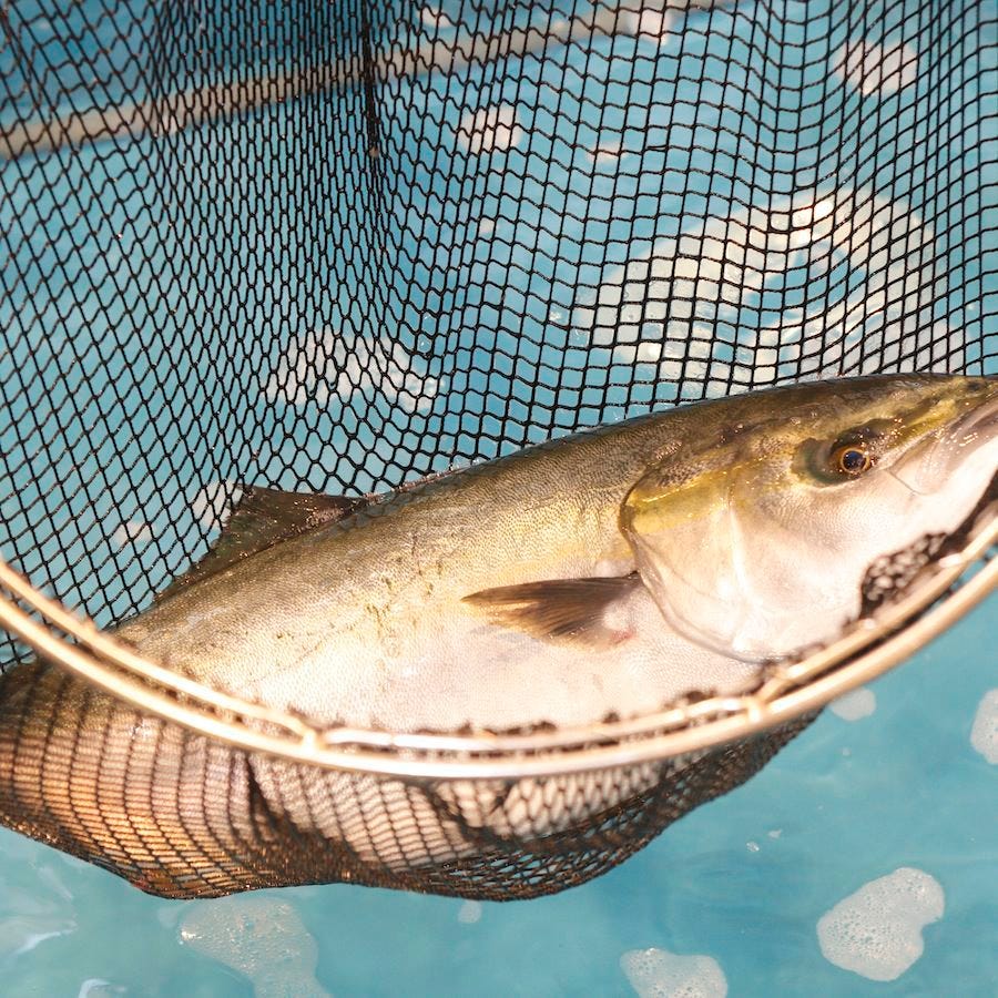 魚料理屋活魚漁ま相片 高知市 生魚片 海鮮料理 Gurunavi 日本美食餐廳指南