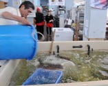 海より直接水を上げている店内の生け簀♪鮮度抜群!!