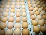 にいがた地鶏の新鮮卵【新潟県関川村】