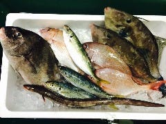 志賀島漁港直送の新鮮鮮魚