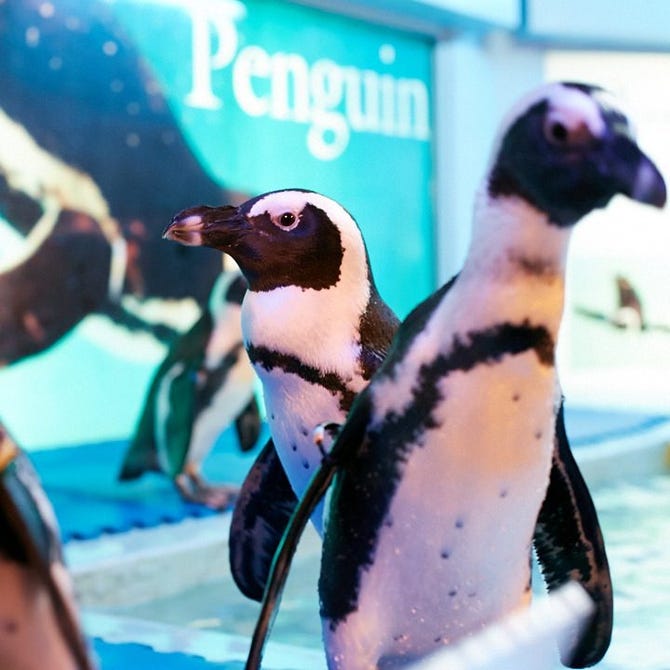 ペンギンのいるダイニングバー 沖縄 那覇 居酒屋 ぐるなび