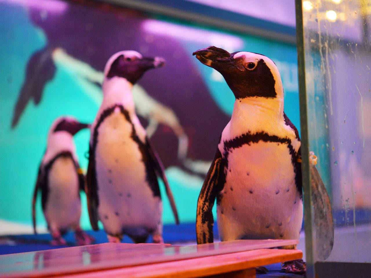 ペンギンのいるダイニングバー 沖縄 那覇 居酒屋 ぐるなび