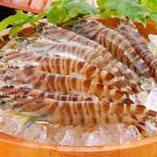 車海老、季節の鮮魚毎日入荷！