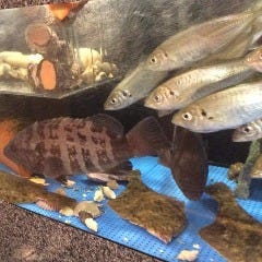 旬彩・酒房居酒屋 はせ川 本店