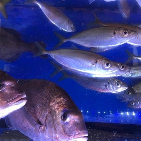 21年 最新グルメ 個室 三代目網元 さかなや道場 本所吾妻橋店 浅草 レストラン カフェ 居酒屋のネット予約 東京版