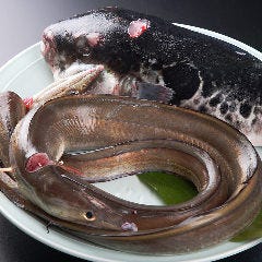 新鮮なお魚を仕入れておりますが 特に鱧とふぐにこだわります。