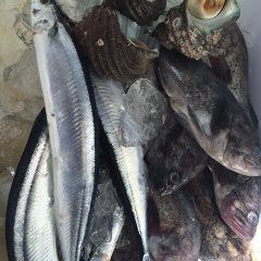 四季旬菜 いおり_獲れたて新鮮な魚介類を入荷しています