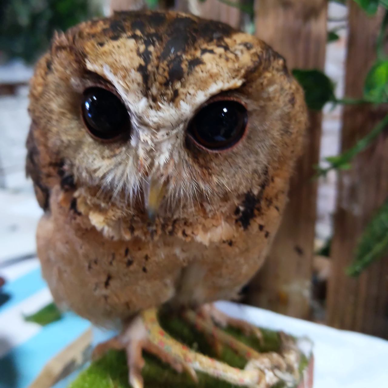 ふくろうカフェ Fuku 小山 佐野 足利 の施設情報 ゼンリンいつもnavi