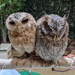 ふくろうカフェ fuku