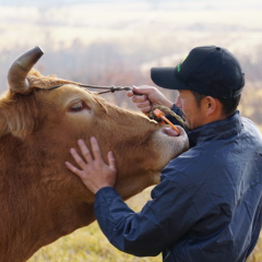 赤身、牧草牛専門焼肉店 レットイットビーフ 肥後橋店 