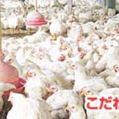 とり万 自慢の食材 淡路島産朝引き鶏 生鶏 せいちょう ぐるなび