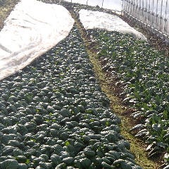 銀座 独楽_ハウスのなかでは、野菜が、育っています(^^♪