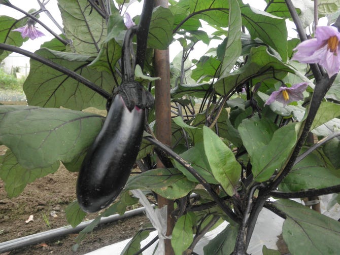 伊せ喜 春日部 海鮮 海鮮料理 ぐるなび