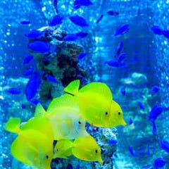 アクアリウム&魚イタリアン ライム心斎橋