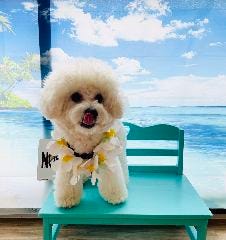 Hawaiian dog cafe me le’a 