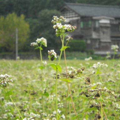 秋谷亭 あらき  こだわりの画像