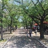 (4)京阪「祇園四条」駅、9号出口から祇園の白川沿いに「料理平」へご案内。白川を右手に,新橋通りをまっすぐ東に。石畳と「赤い傘」が目印。