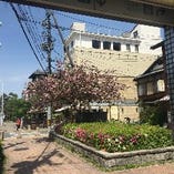(1)京阪「祇園四条」駅、9号出口から祇園の白川沿いに「料理平」へご案内。階段を上がって、そのまま真っ直ぐ北へ