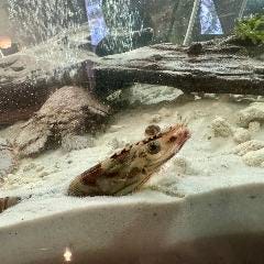 水槽で泳ぎ回る大きめ車海老の踊り食い