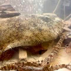 宮崎県産　水槽で泳いでいるヒラメの活き造り　１尾