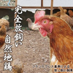 浪花ろばた 頂鯛 北新地店_京都 亀岡 七谷地鶏【亀岡】