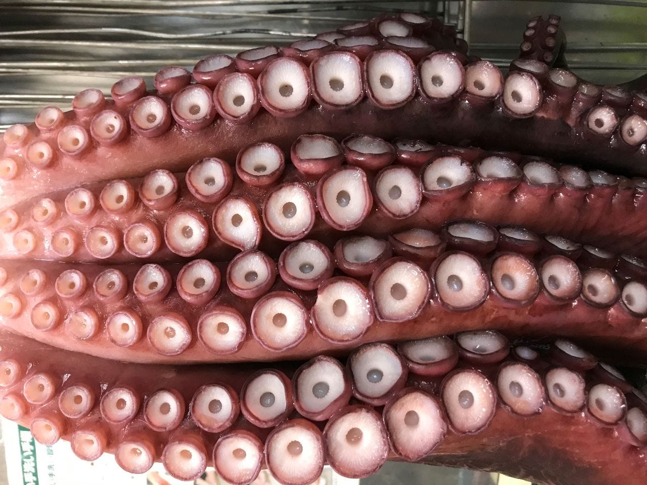 さすか