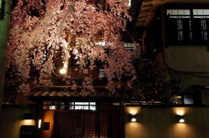 新開花