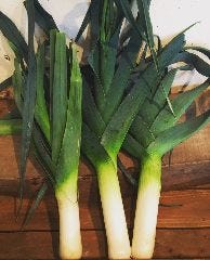自家農園野菜と自然派ワイン Table Beet 自慢の食材 トロトロであまーい西洋ネギ リーキ ぐるなび